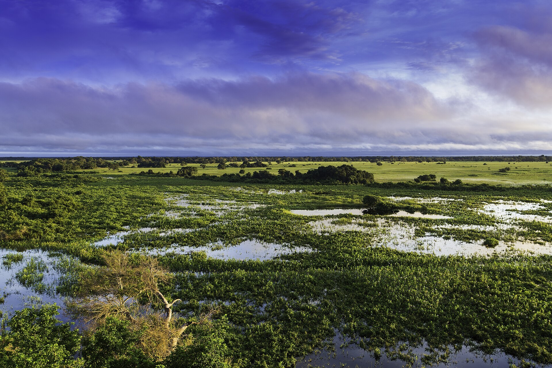 Planície alagada com poças e vegetação ao crepúsculo no Pantanal, Mato Grosso.